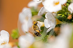 Worker honey bee with bee pollen feeding on Bacopa flower, Big y photo